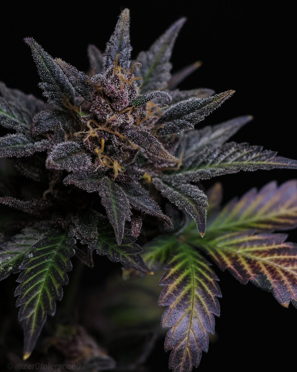 Well aged and ready for harvest, a glamorous life for a seed mule