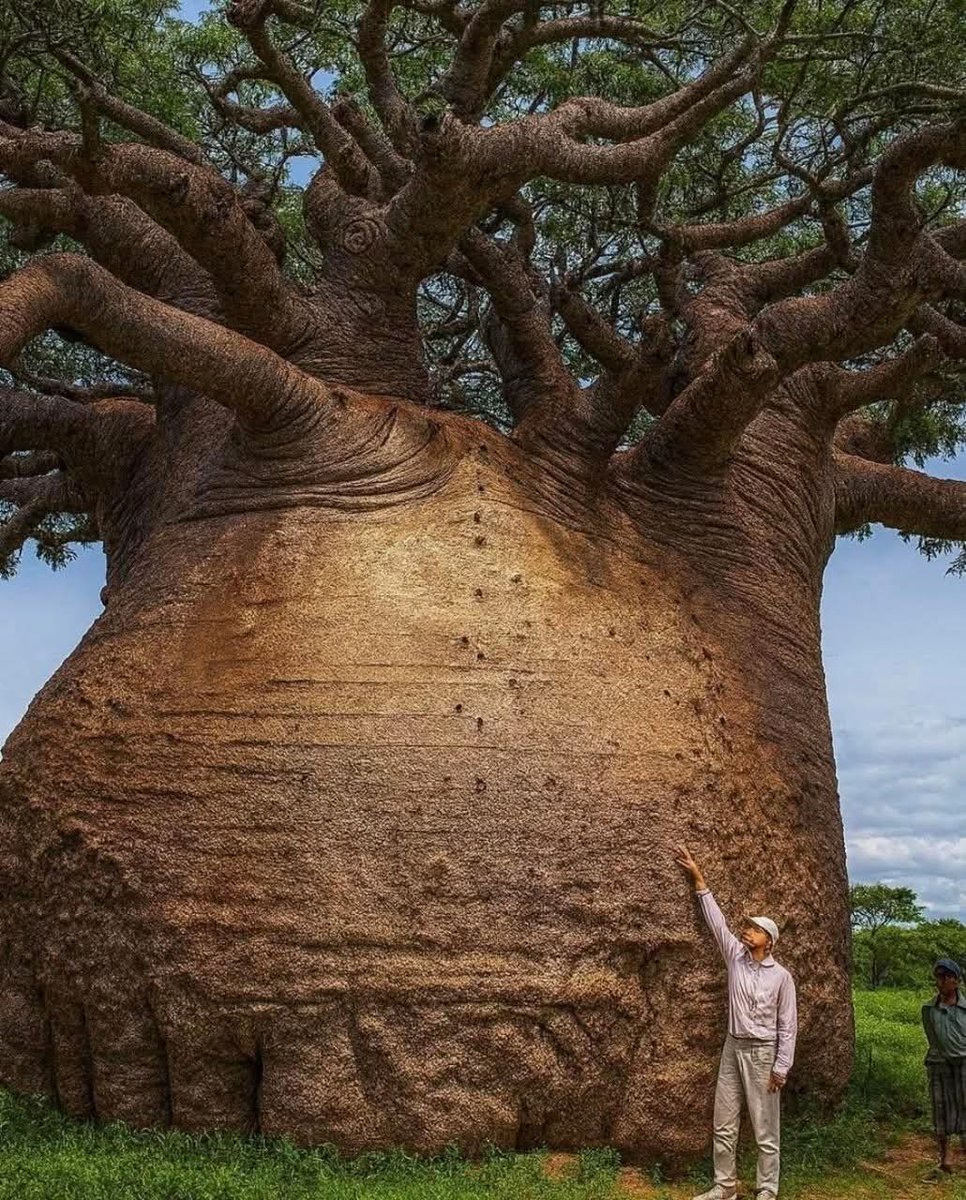 yibingsg's tweet image. This colossal baobab tree, known as the Tree of Life or Mother of the Forest, stands as one of nature&apos;s greatest marvels. With its massive trunk and sprawling crown, it provides food, shelter, and water for countless creatures — a true symbol of resilience and life itself.