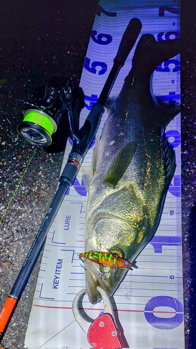 DAZsfishing's tweet photo. 二週間��りにシーバスに出会えました。今日は雨と大西と呼ばれる瀬戸内愛媛県側に吹き付ける強烈な西風がベイトを接岸させて、サヨリらしきモジリにシーバスが付いていた様です。モジリの下ではナレージ65
モジリのない時はコモモSF110の表層引きで表層は大きかったり動くルアーには見向きもしません https://t.co/TLb7BMaGvZ