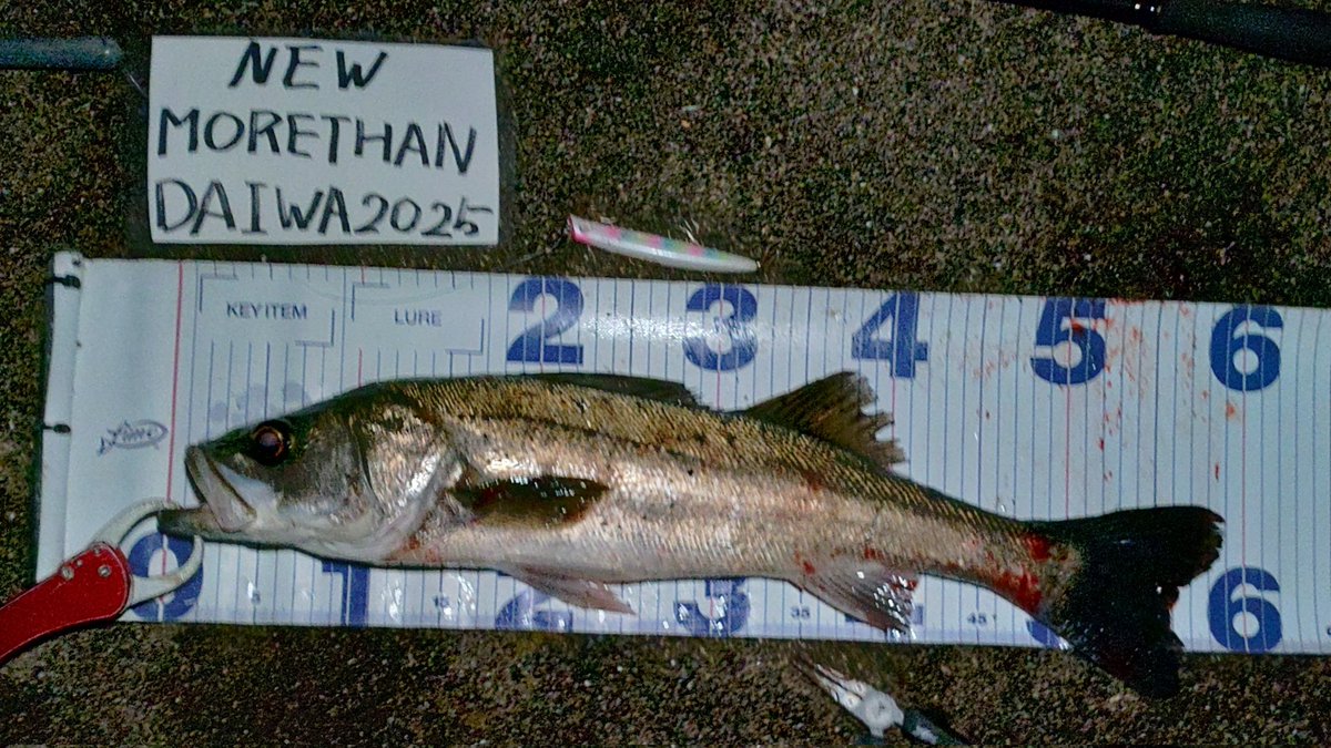 DAZsfishing's tweet photo. 二週間��りにシーバスに出会えました。今日は雨と大西と呼ばれる瀬戸内愛媛県側に吹き付ける強烈な西風がベイトを接岸させて、サヨリらしきモジリにシーバスが付いていた様です。モジリの下ではナレージ65
モジリのない時はコモモSF110の表層引きで表層は大きかったり動くルアーには見向きもしません https://t.co/TLb7BMaGvZ