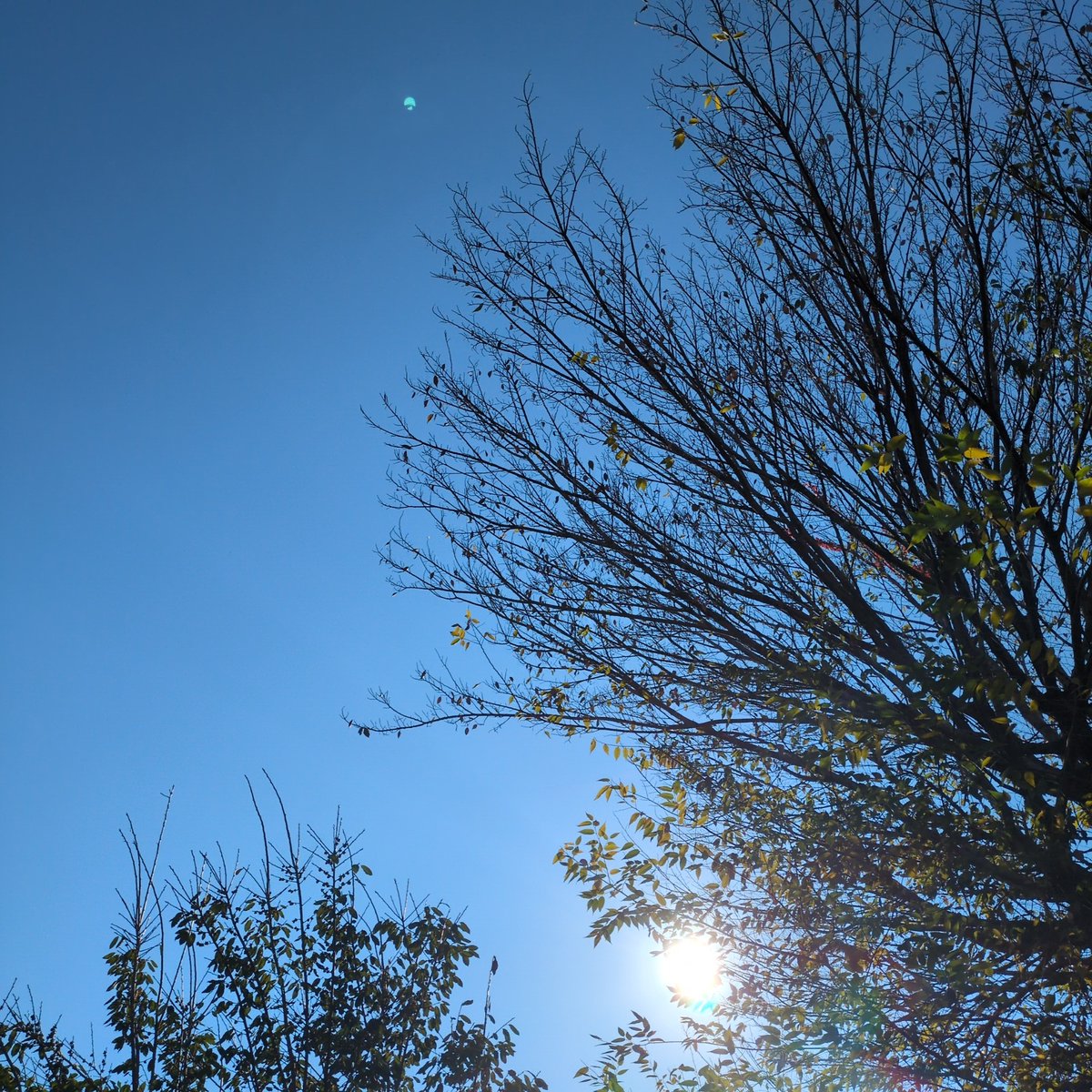 諫山実生 tweet media