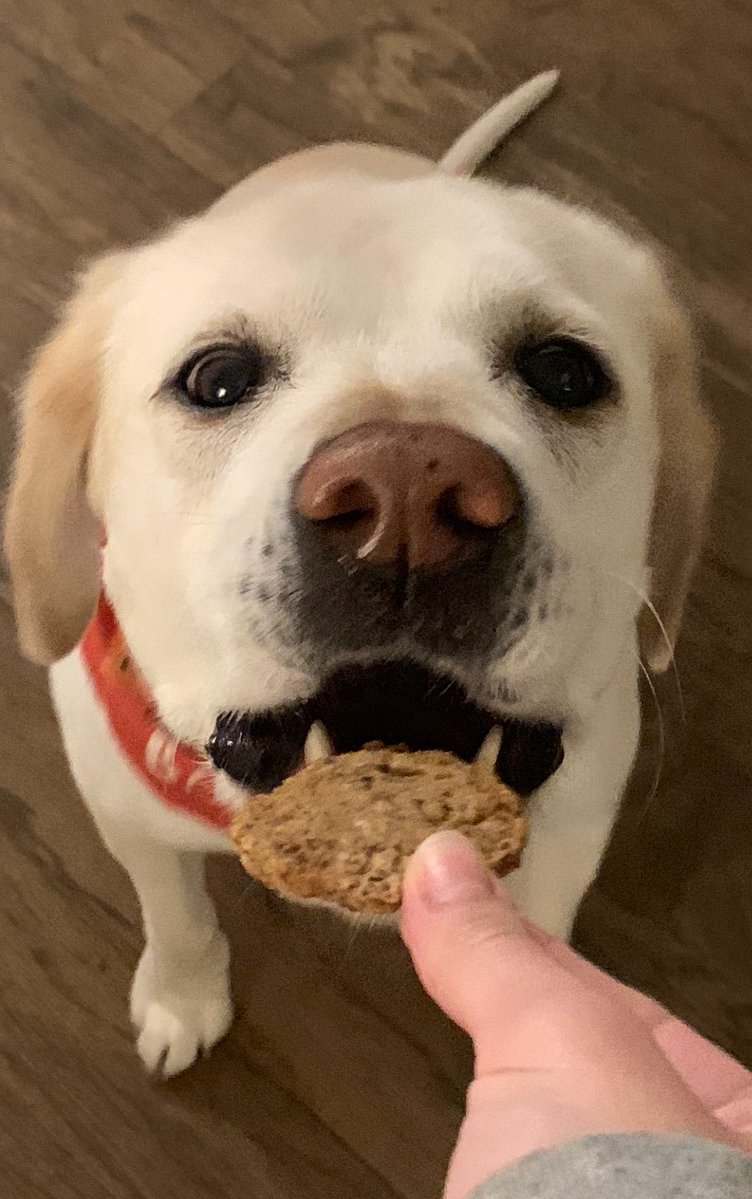 GreensPro's tweet image. 5 minutes ago. Greatest dog of all time. @DogsOfTurf