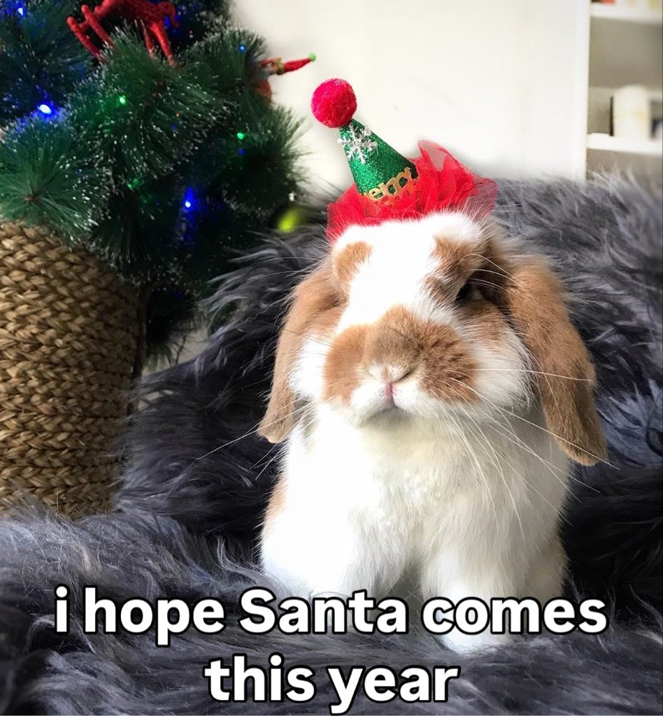 Bunnies (@bunnies) on Twitter photo 