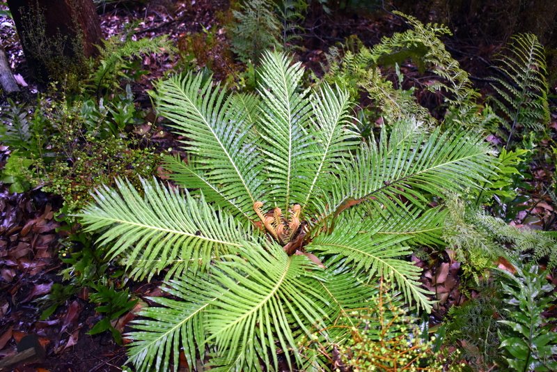 TrishaNicholson's tweet image. Todays green 💚
A small patch of ferns in a shady part of #TheFiveAcreForest which takes much care and watering to keep them going through the summers, but they are so beautiful 🙃