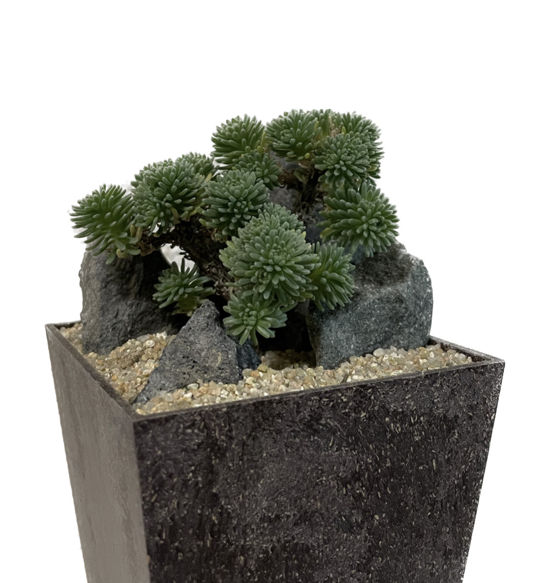 五反田ビッグバザール入手2/3。人名のような『小松緑』さん。
こちらも盆栽仕立てチャレンジします。
3枚目は以前にチャレンジしたもの。有機的な土は使わない方が良い説があるのでその辺りを再考察。
Sedum multiceps