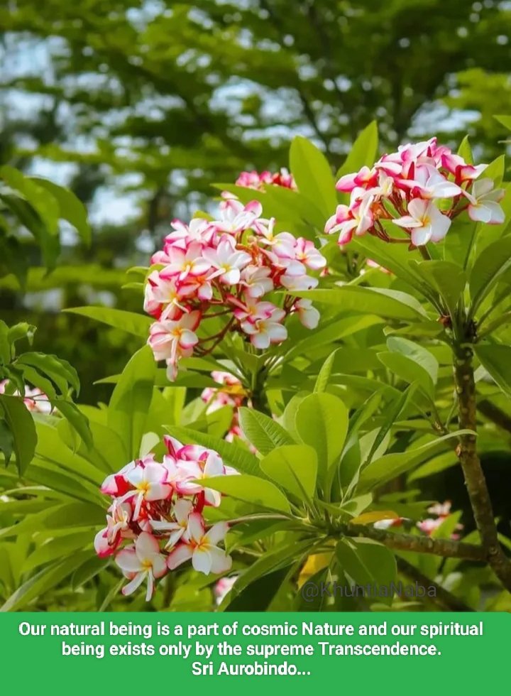 Our natural being is a part of cosmic Nature and our spiritual being exists only by the supreme Transcendence.

Sri Aurobindo...
The Life Divine - II

#SriAurobindo
#TheMother
#Suprime
#Spiritual