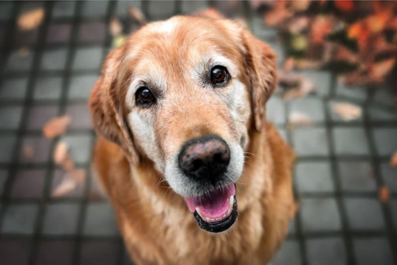 Awk20000's tweet image. The FDA is reportedly close to approving an anti-aging pill for older dogs

It is developed by biotech company Loyal and expected to hit the market in 2026