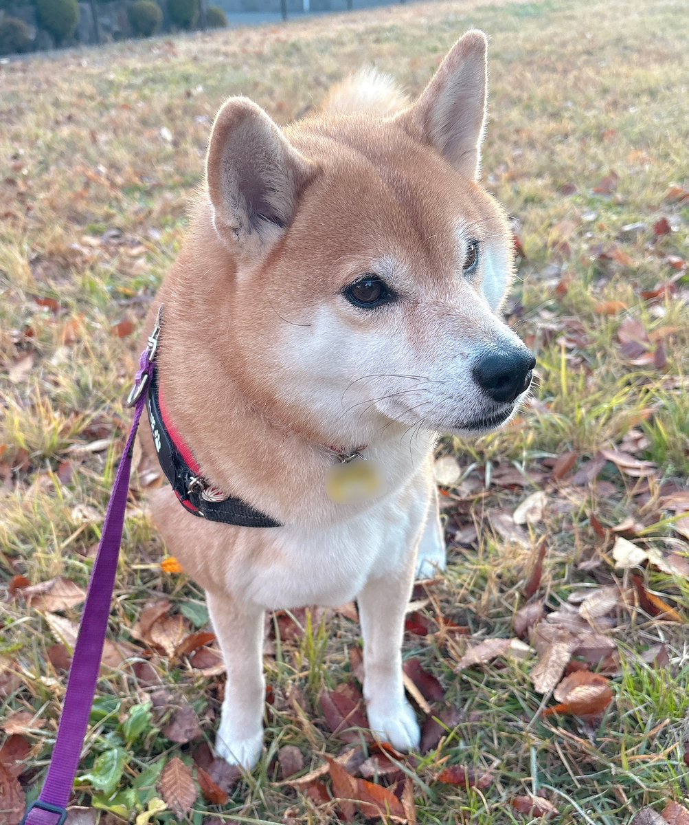 柴犬むぎ (@shiba_inu_mugi) / Posts / X