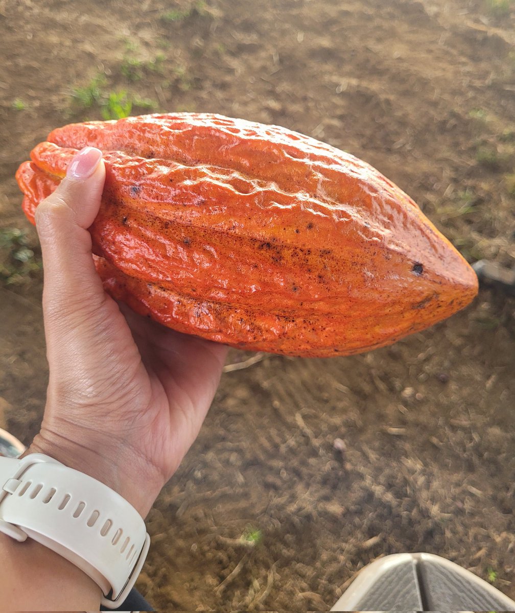 KrislaMaris's tweet photo. Can you guess what it is? No, it's not a football 🏈 https://t.co/AJQGZQeJUi