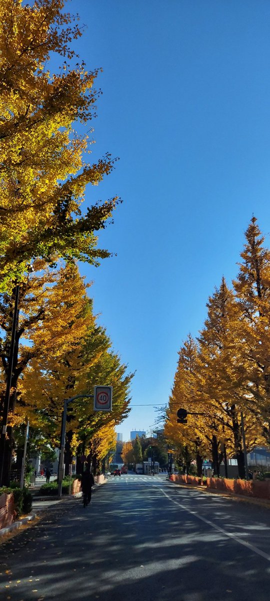 紫藤祐弥 tweet media