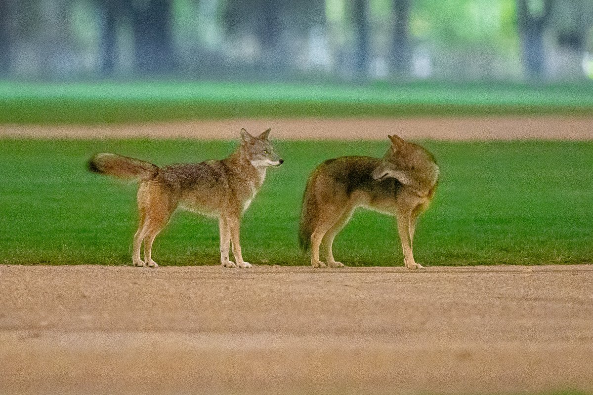 Romeo (right) and Juliet (left) the coyotes being playful on one of Central Park’s baseball fields earlier this year. Juliet was approaching Romeo with her tail wagging and he was on the lookout for her mischief. 🐺❤️🐺

#birdcpp #nature #wildlife
