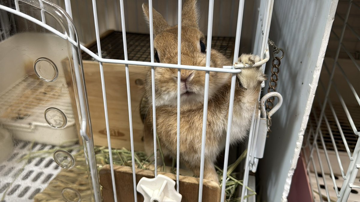 coco_usagi37's tweet photo. おやつに吸い寄せらせて…🤣
#うさぎ
#ウサギ https://t.co/MPCOT1pOqW