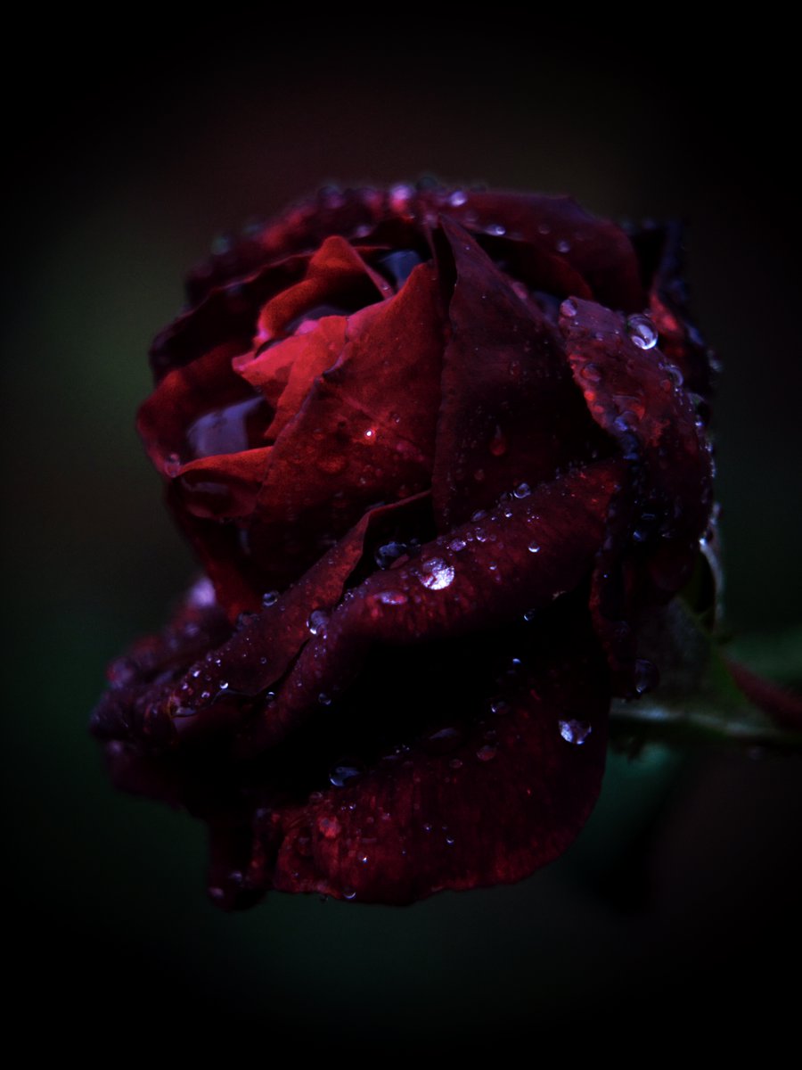 いつかの薔薇🌹 OLYMPUS E-5 瑞光DIGITAL F2.8-3.5 ED50-200mm SWD+