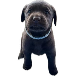 GRAMMIT_KILO's tweet image. YALL SUPPORT JACORE✨‼️✨🩵💙🤍💙🤍🩵💙🩵🤍✨#oomf #digitalart