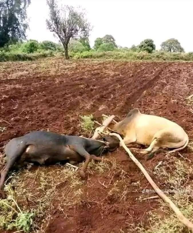 Awito8's tweet image. ጥምዶ ነዳጅ ጨረሰ እንዴ 😂😂😂???
#Ethiopian 
#Eritrean 
@AfricaÀ