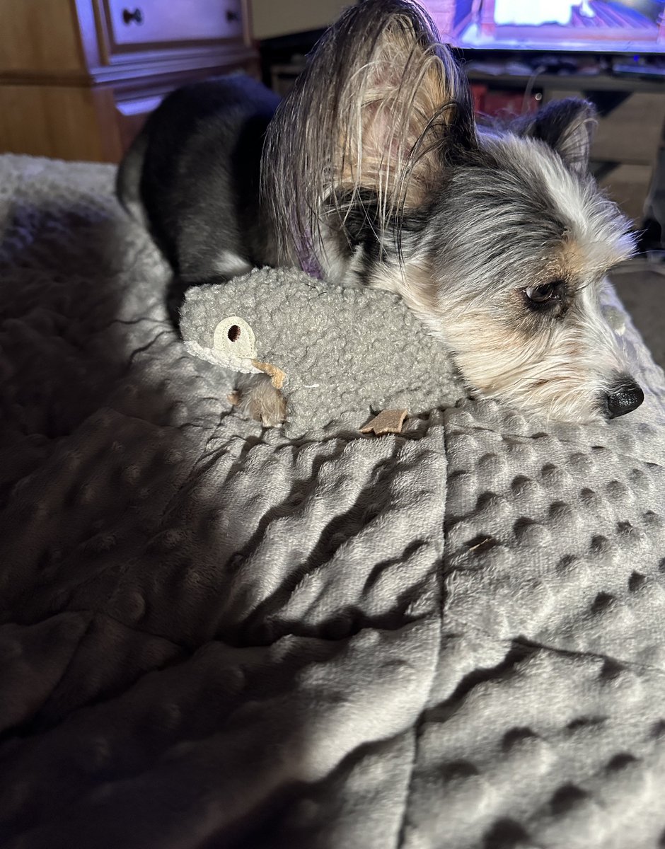 Utah loves to go outside and chase the squirrels in the yard. I found this toy at target for her and needless to say I think she loves it.