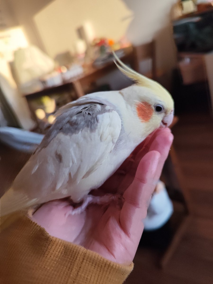 明後日引っ越し日なので、パスタ様は実家に預かってもらいました
帰宅と同時に聞こえるあの喜びの叫び声が聞けないだけでとても寂しくなりました🥲