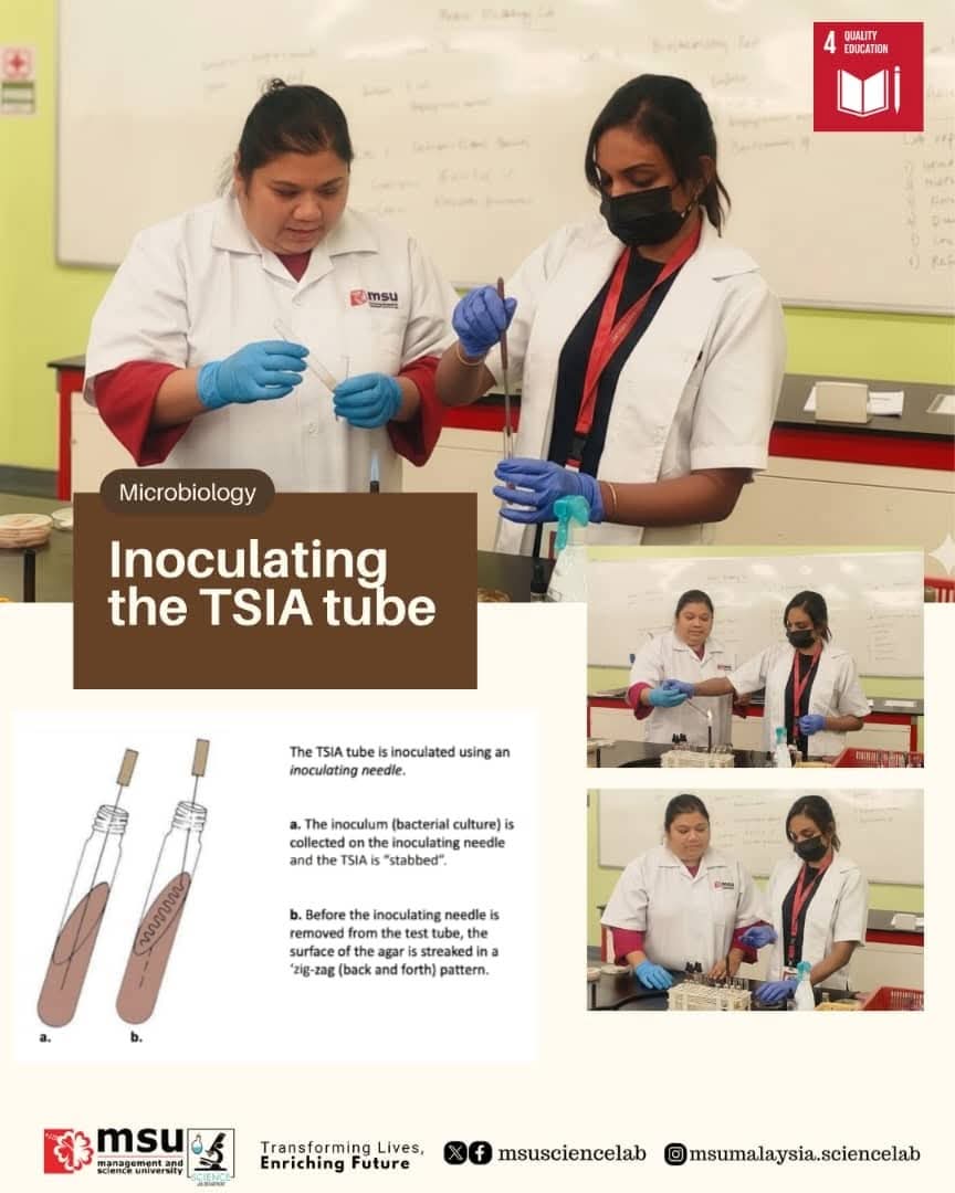 MSUsciencelab's tweet image. Practical in progress! 🦠🧫

Lecturer assists #MSUmalaysia Blended Learning (BL) students with correct stabbing technique on TSI agar for biochemical test reactions. 🧑‍🔬

#MSUScienceLab 
#MicrobiologyLab
#SDG4QualityEducation 
#StudentLearningExperiences
#LetsgotoMSU 
#beMSUrians