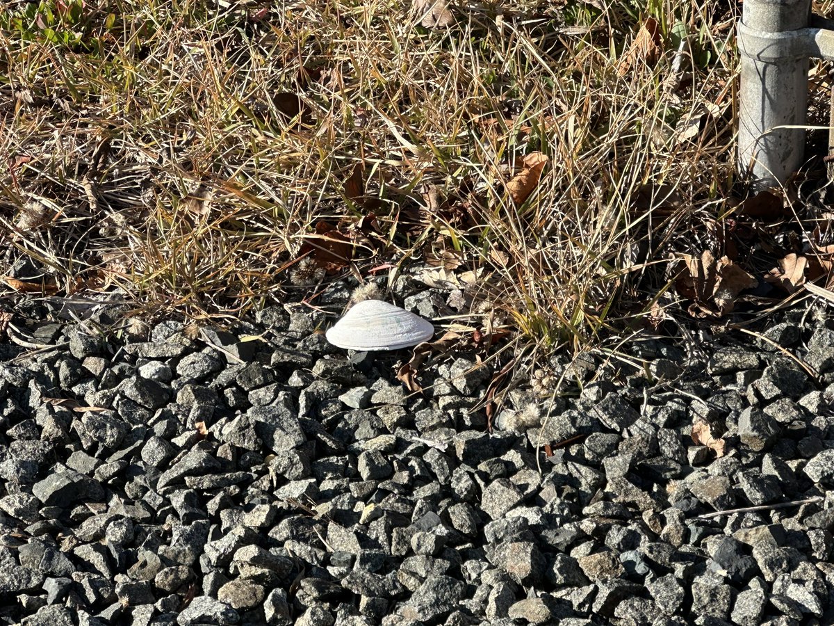 PackingProtons's tweet image. Summer will come again