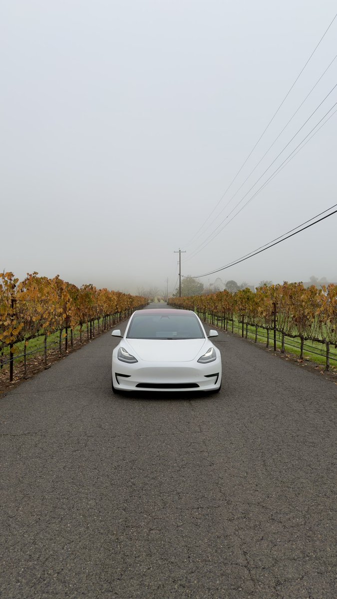 Foggy at the vineyard 🍇