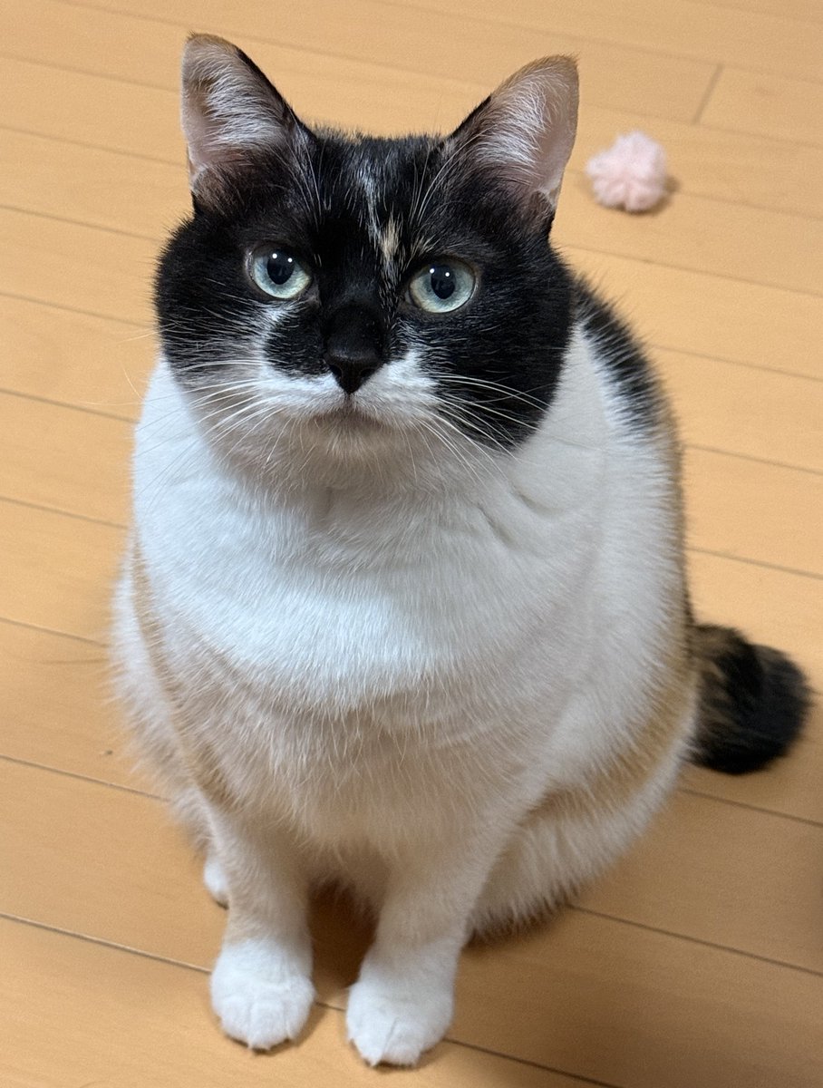 ねこ☆お気軽にコメントどうぞ Japanese Children's Song - 童謡 - Where is the cat? - ねこはどこ