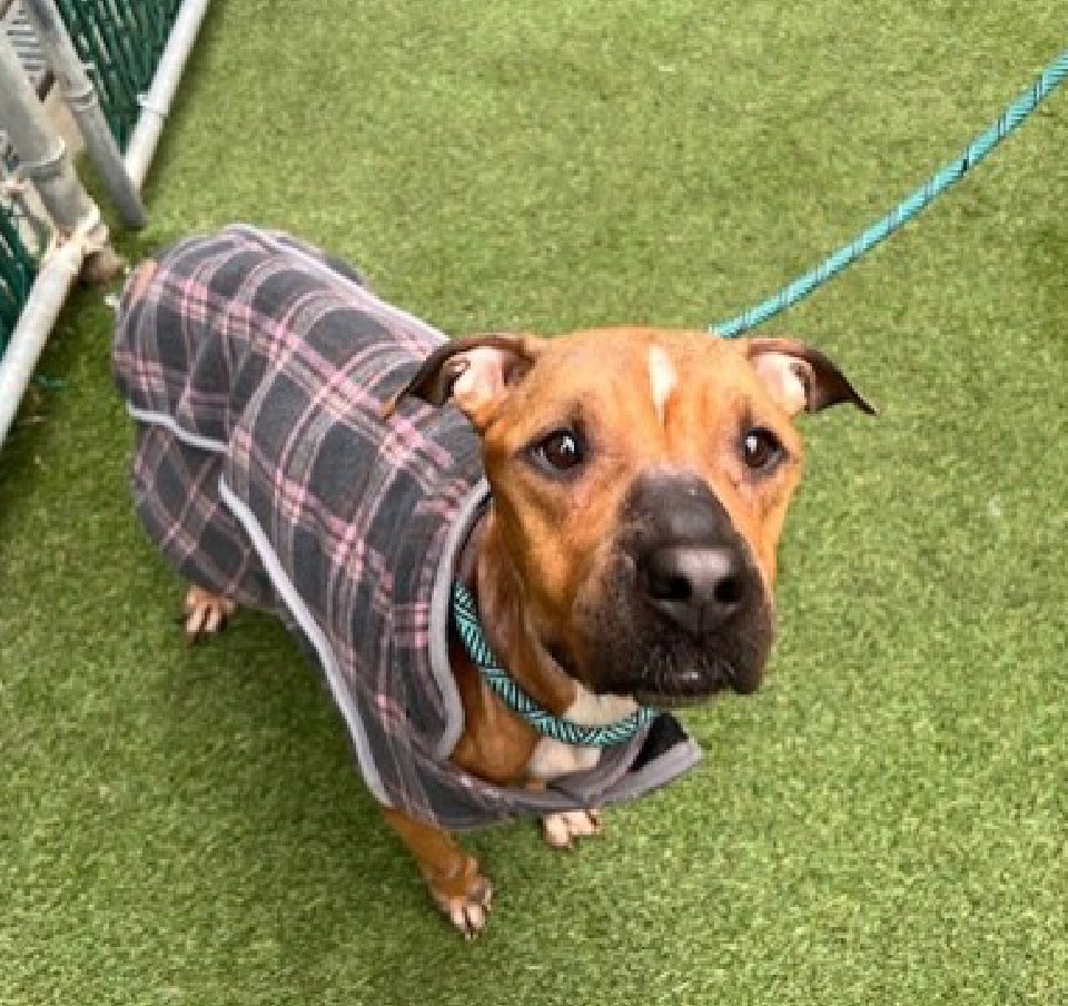 Quinnqueens's tweet image. 💝 M͙Y͙R͙A͙  M͙A͙Y͙ 💝
#239400 #MACC 10 Yr F
Listed TBK 11/29 #RescueOnly
Myra May is a 10 yr old senior, who needs a warm bed, instead of a cold cage! Has mass on hip, needs more testing🚑 &amp;amp; underweight Needs exp all adult 🏡 #Foster #Pledge4Rescue💝
nycacc.app/browse/239400