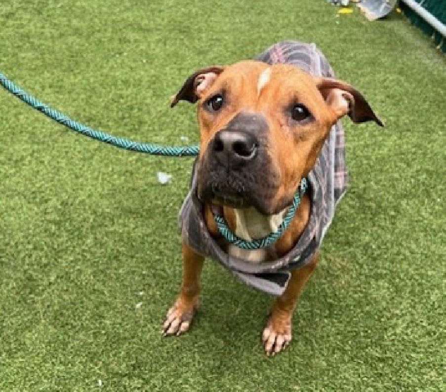 Quinnqueens's tweet image. 💝 M͙Y͙R͙A͙  M͙A͙Y͙ 💝
#239400 #MACC 10 Yr F
Listed TBK 11/29 #RescueOnly
Myra May is a 10 yr old senior, who needs a warm bed, instead of a cold cage! Has mass on hip, needs more testing🚑 &amp;amp; underweight Needs exp all adult 🏡 #Foster #Pledge4Rescue💝
nycacc.app/browse/239400