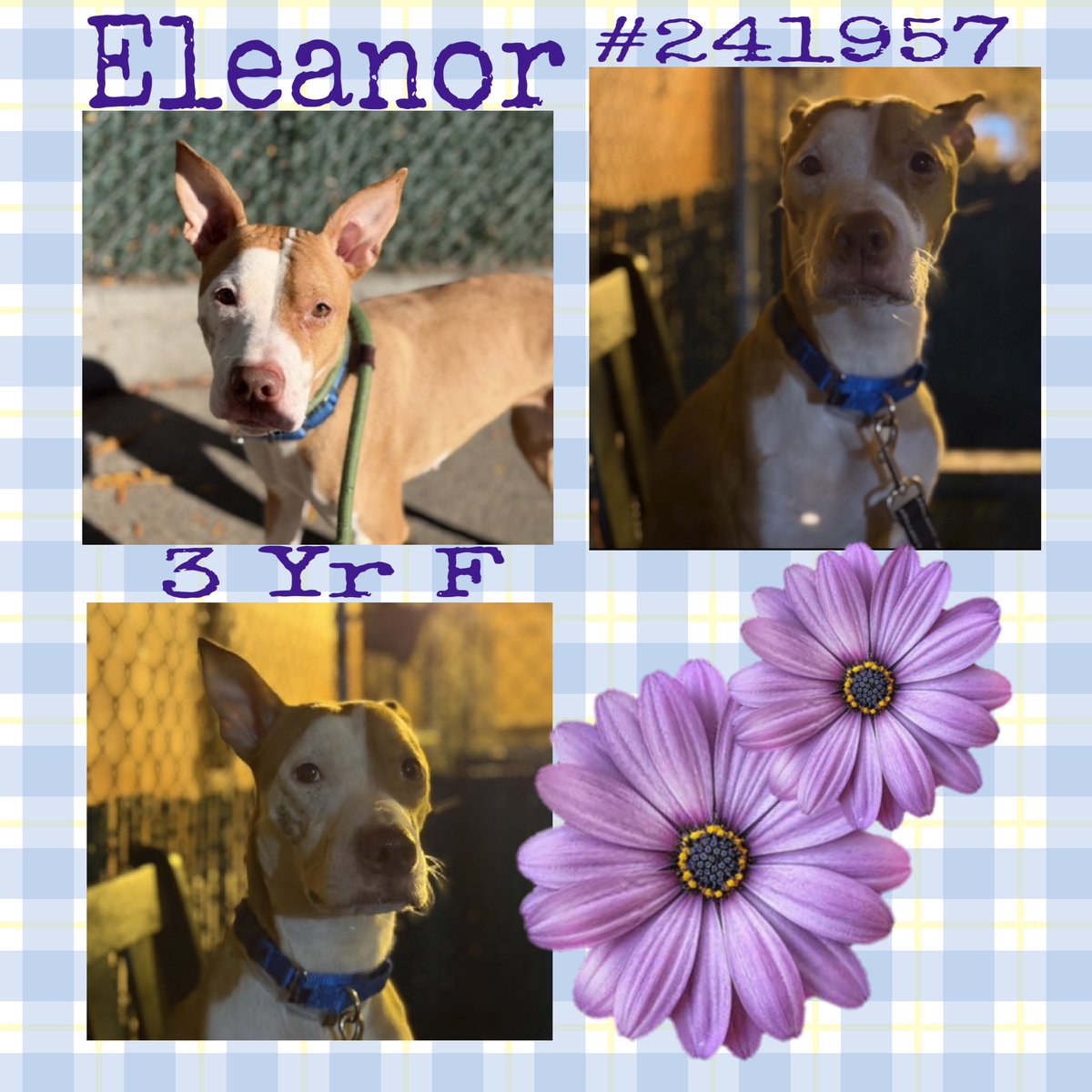 Quinnqueens's tweet image. 💜 ELEANOR 💜
#241957 #MACC 3 Yr F
Listed TBK 11/29 #RescueOnly
Eleanor has medical issues; erythema in inguinal region, multi focal abrasions &amp;amp; underweight. Loves treats &amp;amp; showing Fear, anxiety &amp;amp; stress (FAS) #Foster #Pledge4Rescue
nycacc.app/browse/241957