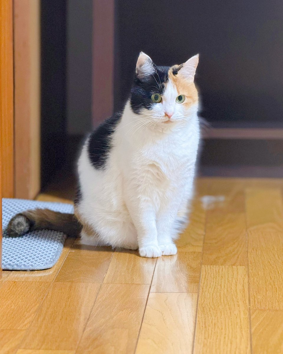 もち家／mochike (@soynyan222) / Posts / X