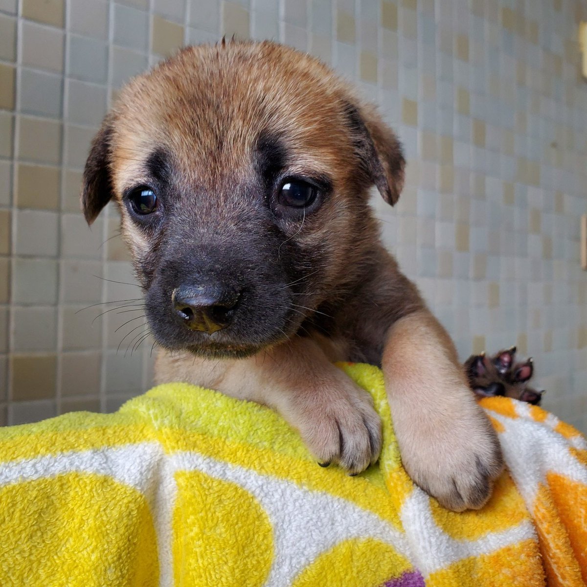 siba4884's tweet image. 🆘️保健所収容情報です｡

長崎県動物管理所に収容されているメスの子犬になります。
里親様に繋がるよう皆さまのご協力宜しくお願い致します。
 animal-net.pref.nagasaki.jp/animal/no-1910…