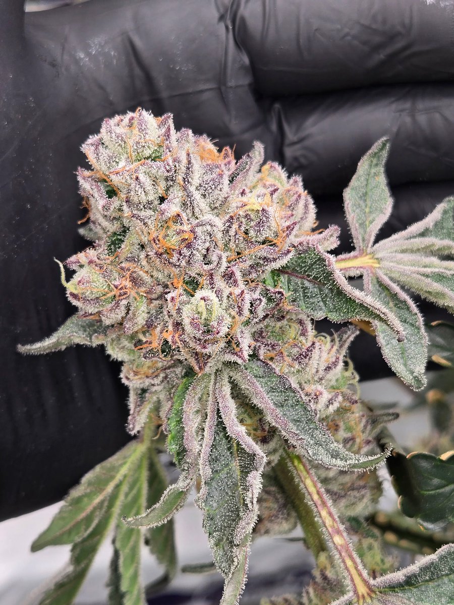 primodanks tweet media