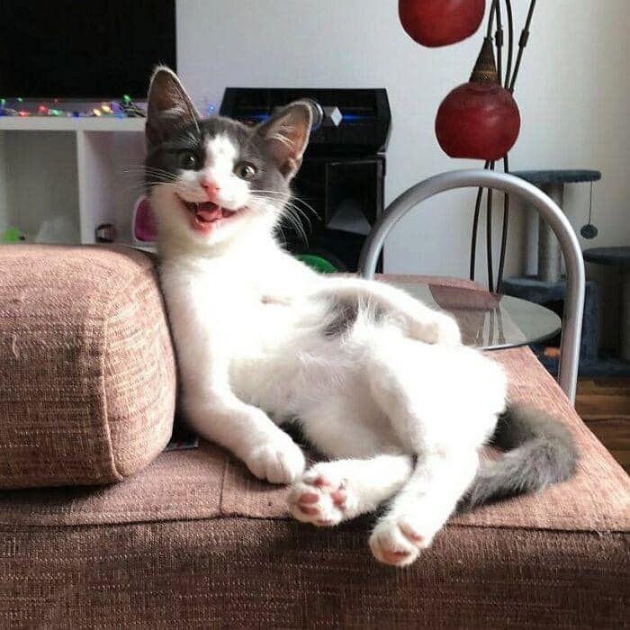 PunchingCat's tweet image. 