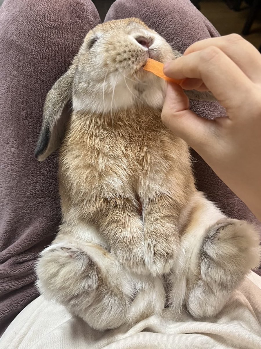 にんじん🥕好きすぎて座らされても食べ続けるたれみみ…🤣🫨 #うさぎの