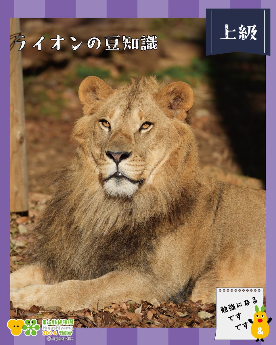 しばライオンページ Instagramを更新しました！】 #ライオン の豆知識、上級編です