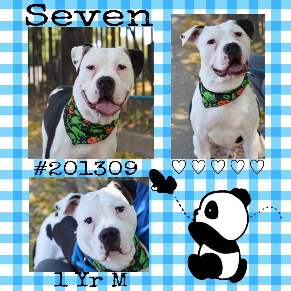 Quinnqueens's tweet image. 💙 SEVEN 💙
#201309 #MACC 1 Yr M
Listed TBK 11/29 #RescueOnly
Seven is adorable, looking 4 love! He adores playing &amp;amp; is energetic, he’s still a puppy. Lunges at small 🐕 &amp;amp; 🐈‍⬛. Needs #UnicornFoster &amp;amp; kids 13+. Loves stuffies &amp;amp; 🎾 #Foster #Pledge4Rescue
nycacc.app/browse/201309