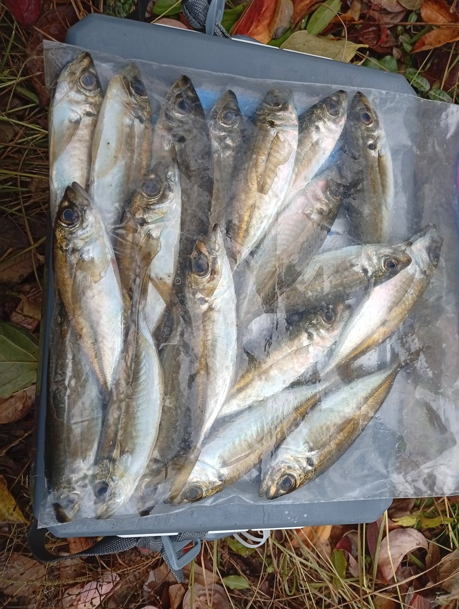 アシさん 園芸ネット本店｜[送料無料][2024年遅れてごめんね 母の日ギフト