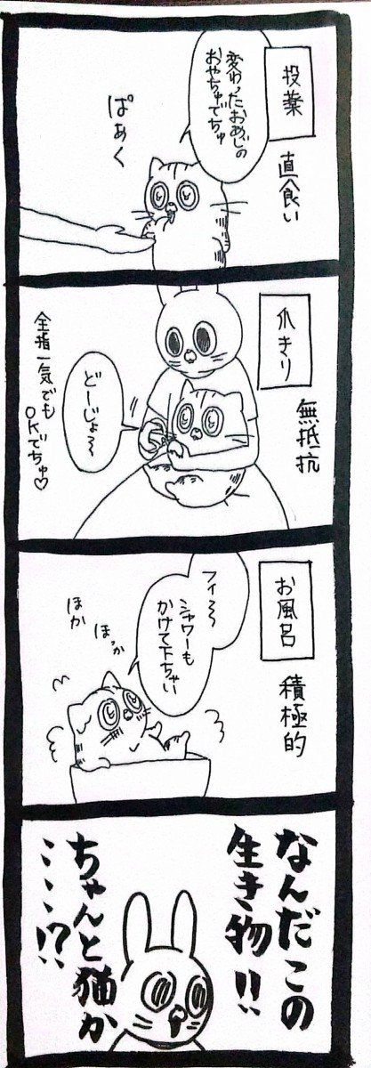 猫かどうか怪しいぽにゃぽにゃ