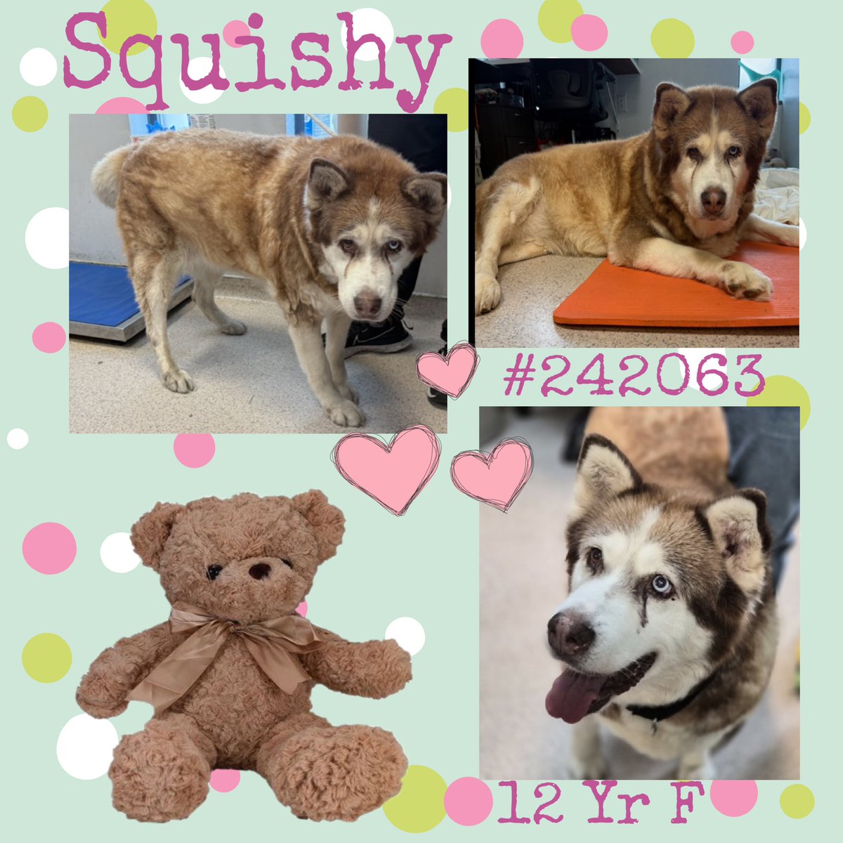 Quinnqueens's tweet image. 🧸 S͙Q͙U͙I͙S͙H͙Y͙ 🧸
#242063 #MACC 12 Yr F
Listed TBK 11/29
Heartbreaking 💔, she’s 12 yrs old, overweight &amp;amp; has severe arthritis. Should be in a warm 🏡, lounging on an orthopedic bed 4 her golden years. Plz help her🐾#AdoptMe #Foster #Pledge4Rescue
nycacc.app/browse/242063
