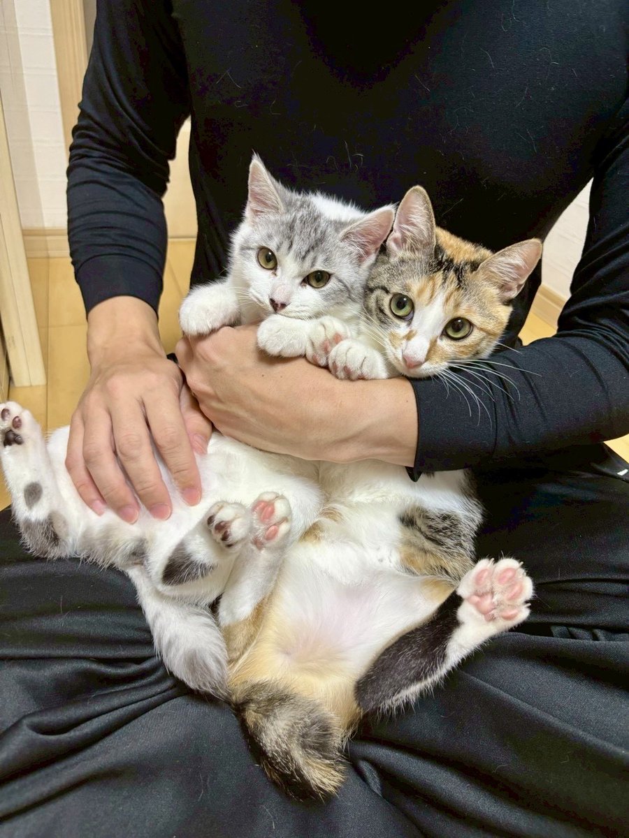 だいやき tweet media