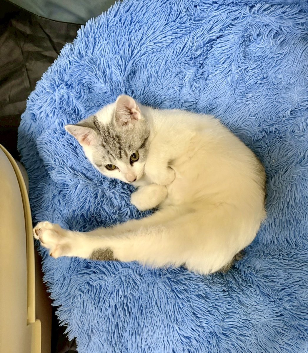 だいやき tweet media