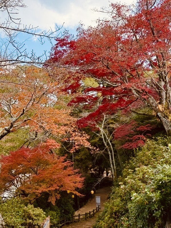 Minami0206S's tweet image. #紅葉　
#紅葉狩り　
お天気の心配があったので短時間で1万歩超えキツイわー😊