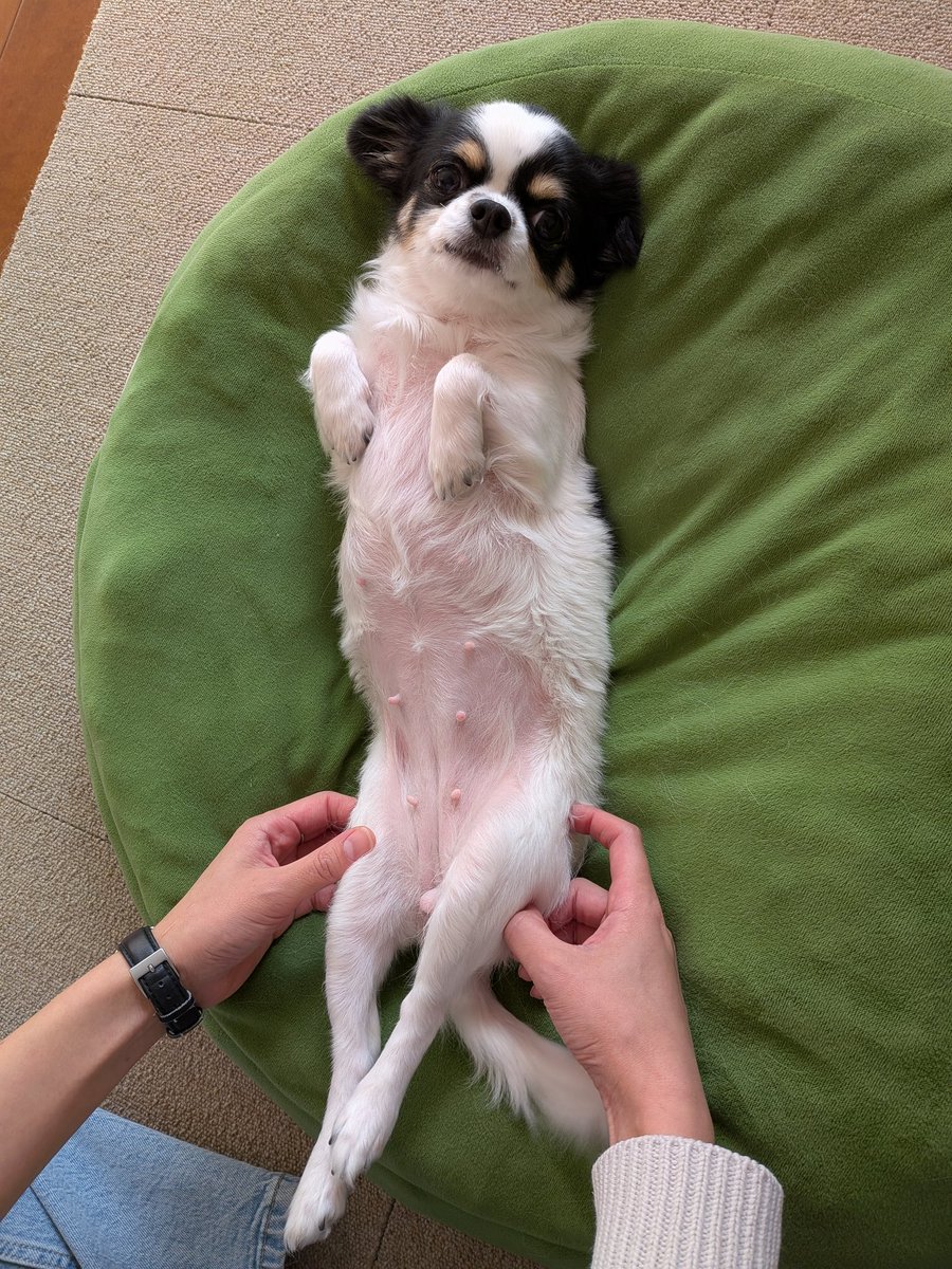 犬用 (@Y6w1erIZKKgi9fE) / Posts / X