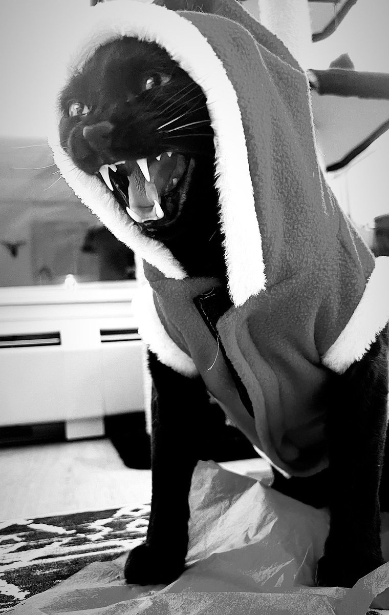 blabbit000's tweet image. Such a good kitty 😇😆