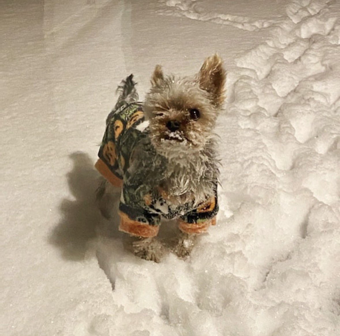 StefenColalillo's tweet photo. just found these photos of when Apollo experienced snow for the first time 😭 https://t.co/B7Fut00ajt