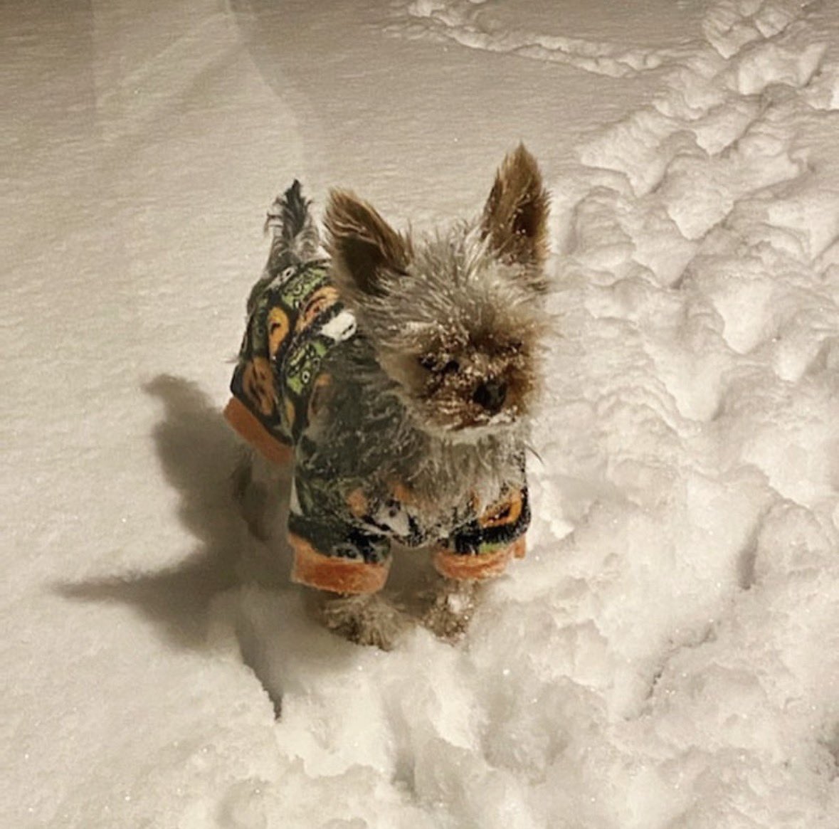 StefenColalillo's tweet photo. just found these photos of when Apollo experienced snow for the first time 😭 https://t.co/B7Fut00ajt