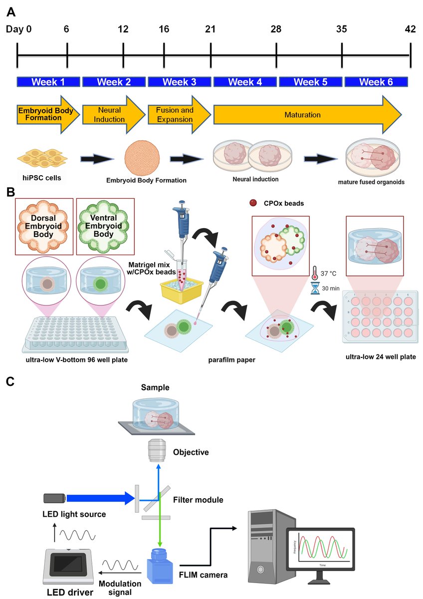 bioprotocolbyte's tweet image. Characterizing Tissue Oxygen Tension During Neurogenesis in Human Cerebral Organoids:bio-protocol.org/en/bpdetail?id…

Work by Yuan-Hsuan Liu and Hsiao-Mei Wu at Research Center for Applied Sciences.

#LifeSciences #Reproducibility #Neuroscience