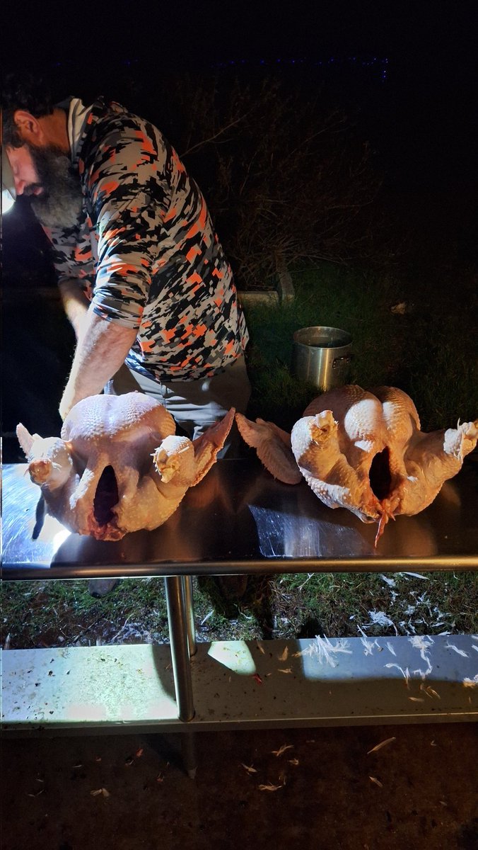 FAFOFarmsTX's tweet photo. This is what real community looks like, and I’m still smiling about it.

Tonight at 6pm, pitch dark outside, one headlamp between us, we processed two big turkeys for my neighbors. 

No fancy setup, just good people, sharp knives, a couple buckets, and that one trusty headlamp getting passed around like we were surgeons in a field hospital and then, without missing a beat, they hand me an absolutely massive dressed-out bird (easily 40 lbs) and say, “This one’s yours. Happy Thanksgiving.” I tried to protest. They wouldn’t hear it.

That’s the kind of neighbors everyone dreams of having. The kind who don’t just wave from the driveway; they show up, roll up their sleeves, and share the load. And when the work is done, they share the harvest too.

In a world that keeps trying to sell us convenience and isolation, this right here is the real deal: people who know your name, who trade labor for laughter, who bless you ten times over for simply showing up.

Grateful doesn’t even begin to cover it. This is what community is supposed to feel like.

Happy Thanksgiving, friends. May your table be full and your people even fuller. 🦃🍗