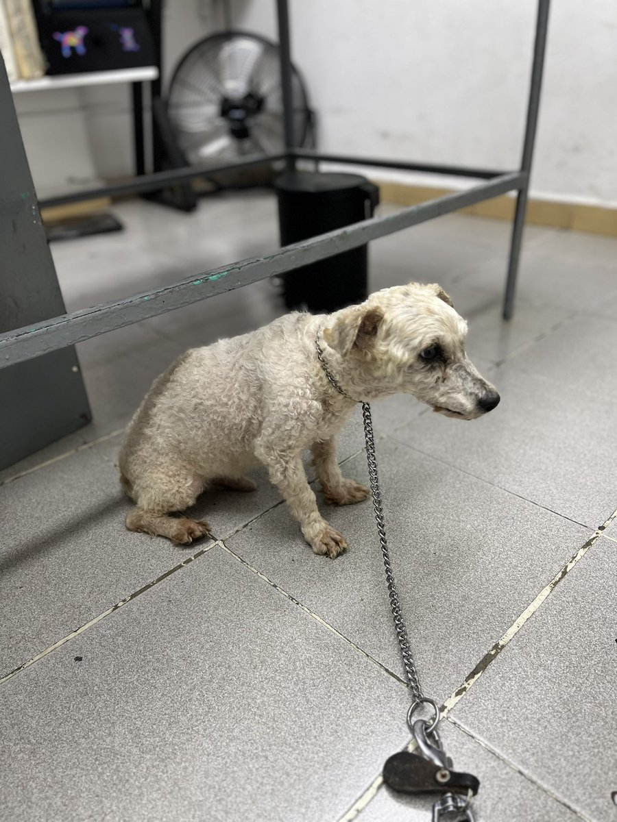 Buscamos hogar temporal o definitivo para Don Betito.

Ya es muy viejito,tiene problemas cardiacos,le gusta estar acostado casi todo el tiempo.🩷

Estamos en CDMX.