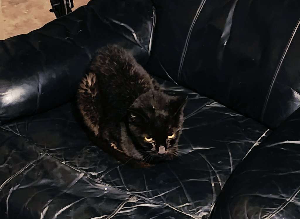 Left my garage door open for a bit and  came back to a lovely void who had made themselves at home. Idk where they came from but thanks for stopping by🖤