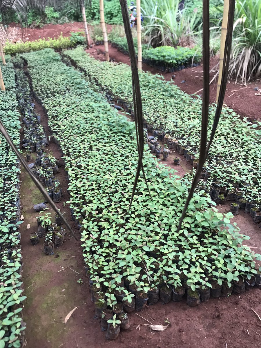 ekari_kar's tweet photo. Rain season is here 
We have the following on our nursery or farm
1. Bluegum-hybrid- Mk400 each
2. Pine - Mk400 each
3. Papaya - MK2000 each
4. Mango - Mk2000 each 
6. Peyala - MK3000 each
7. Mwavi - Mk3000 each
8. Banana suckers - MK1700 each
9. Leech - MK4000 each https://t.co/LXqW3wrUKX